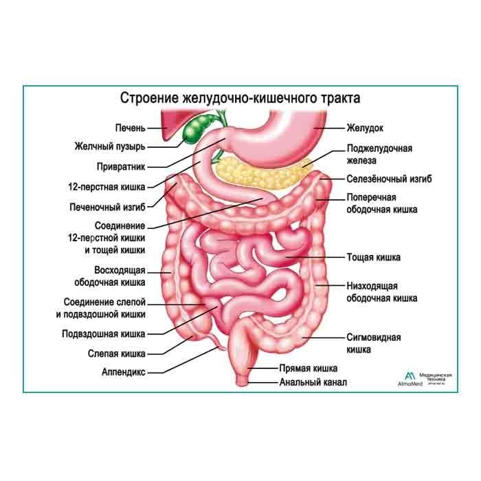 Строение желудочно кишечного тракта. Желудок и кишечник анатомия. ЖКТ строение картинка.