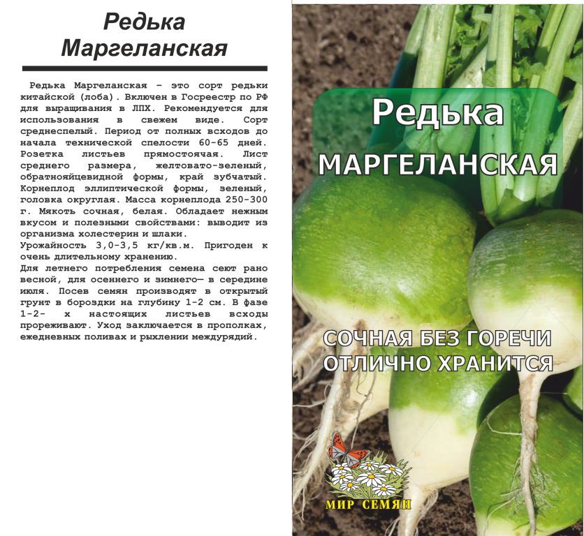 Дунганскую зеленую редьку. Редька зеленая маргеланская. Редька лобо маргеланская. Редька маргеланская фото. Редька китайская маргеланская.