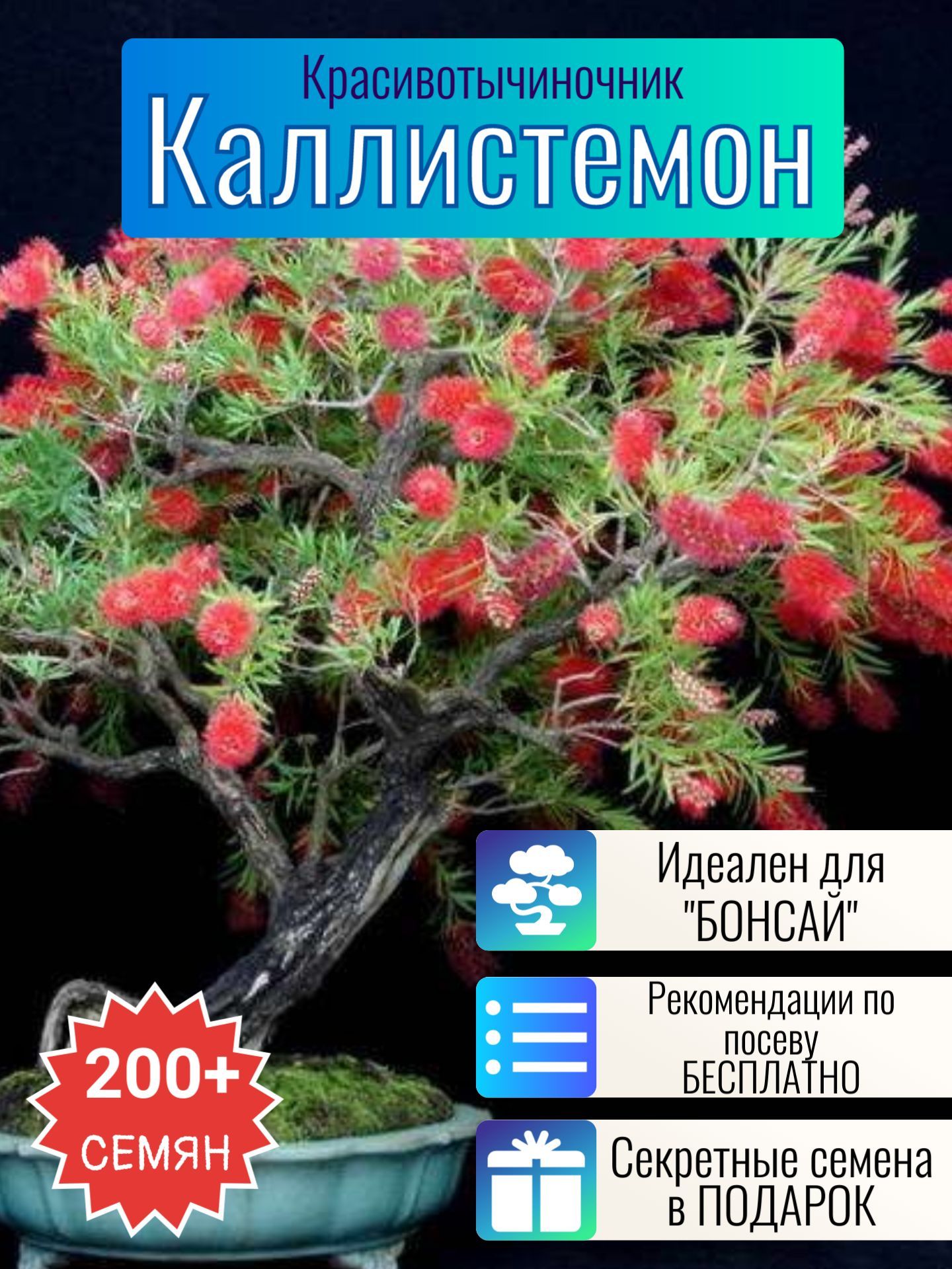 Каллистемон семена более 200шт + Бонус + Рекомендации по посеву БЕСПЛАТНО