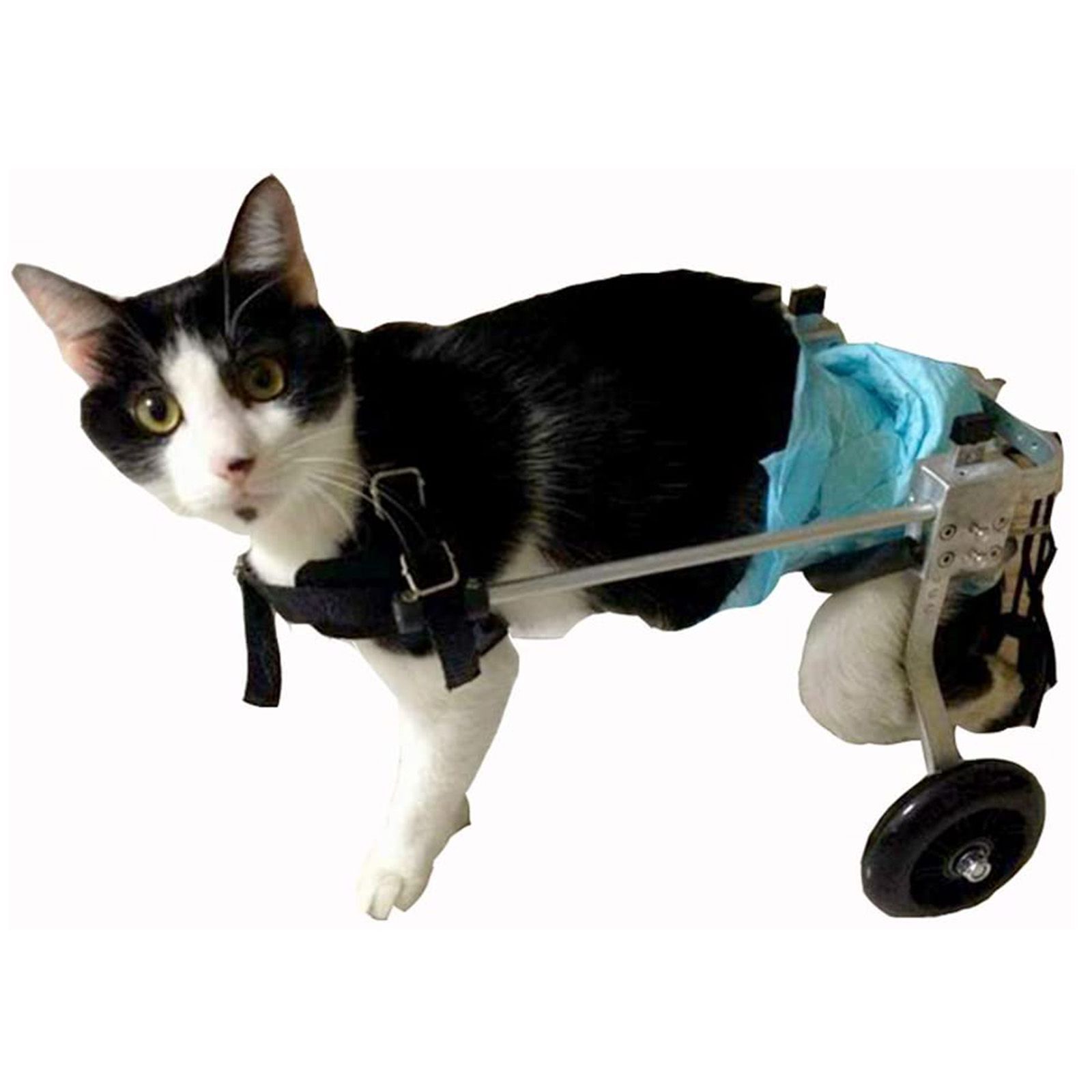 Инвалидное кресло для кошек