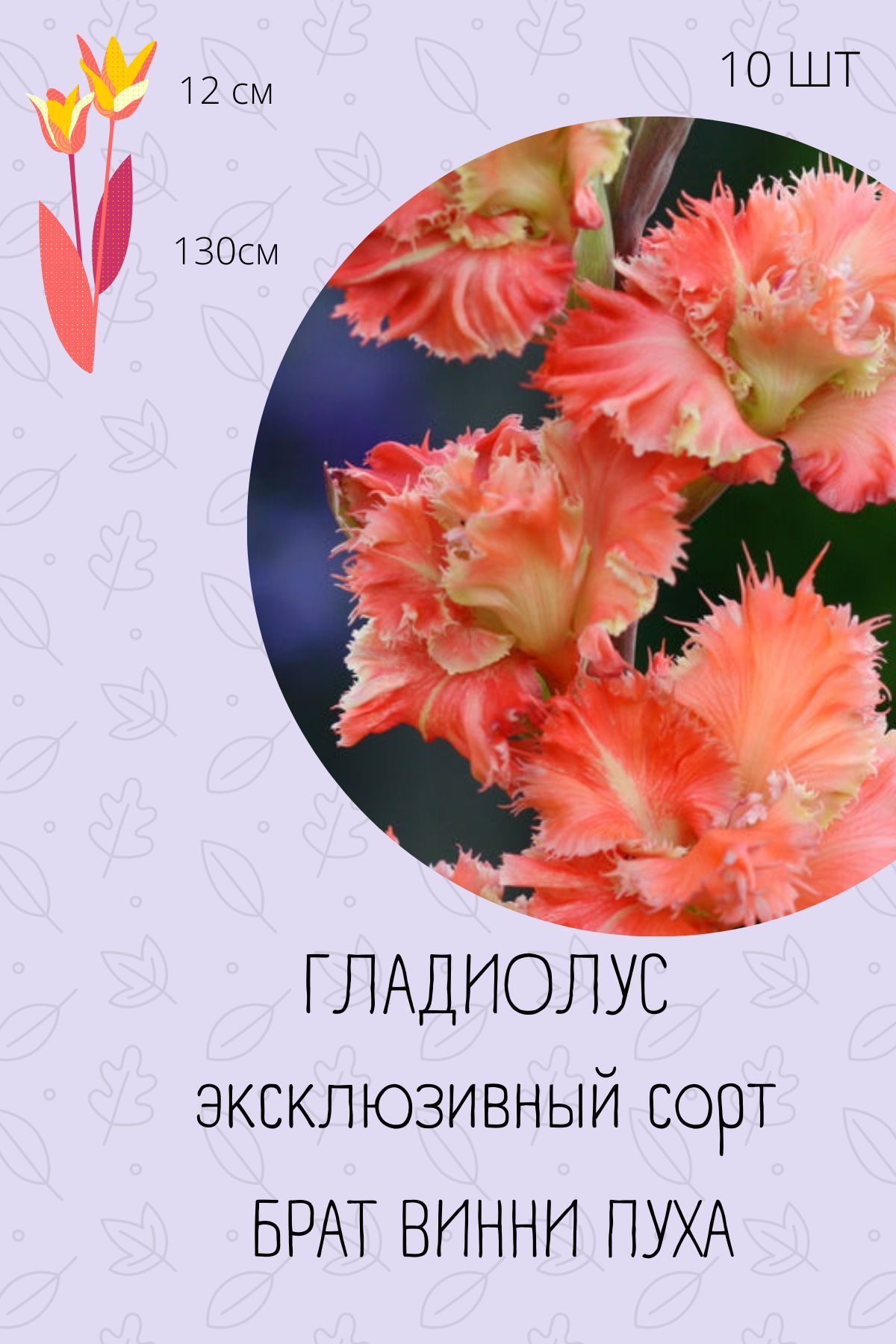 Гладиолусы Купить Луковицы Интернет Магазин