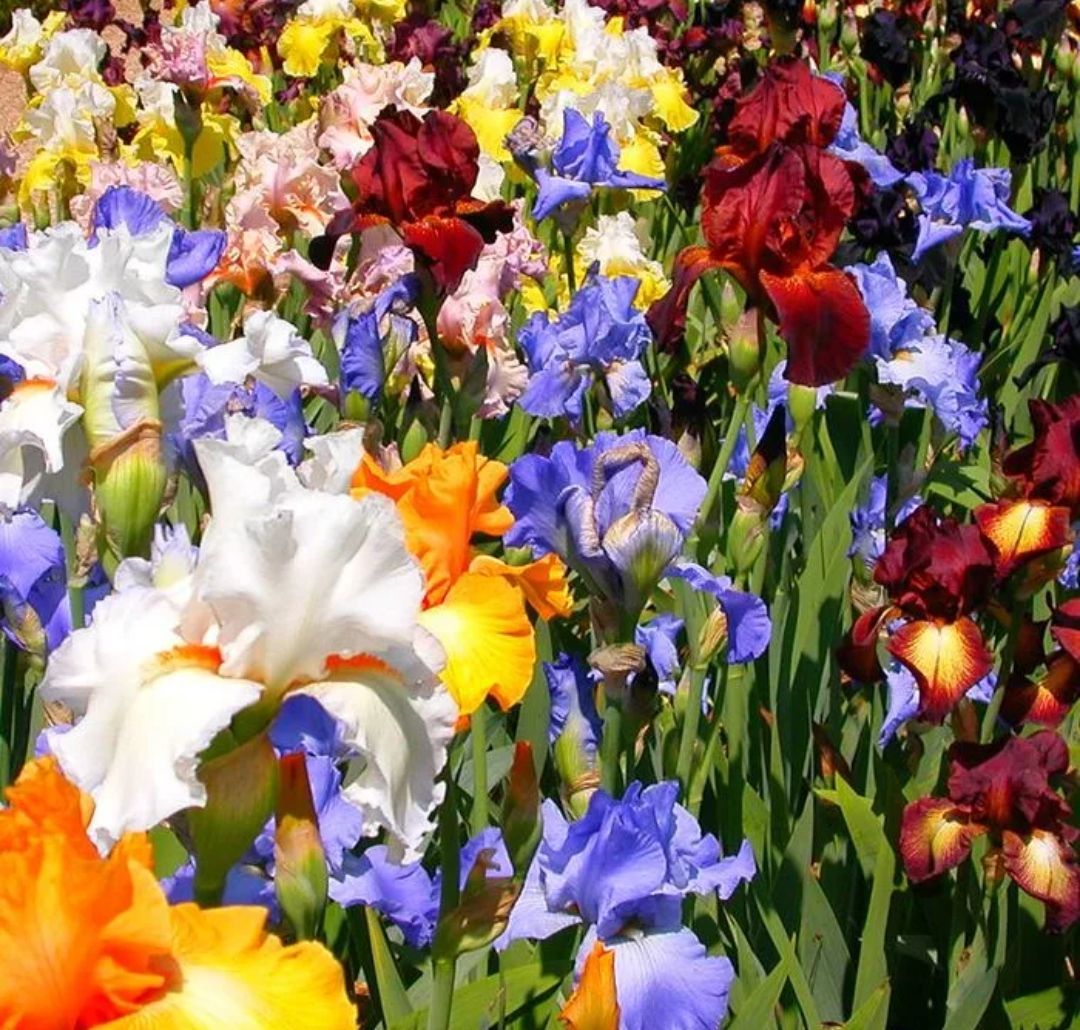 красивые фото цветов ирисов