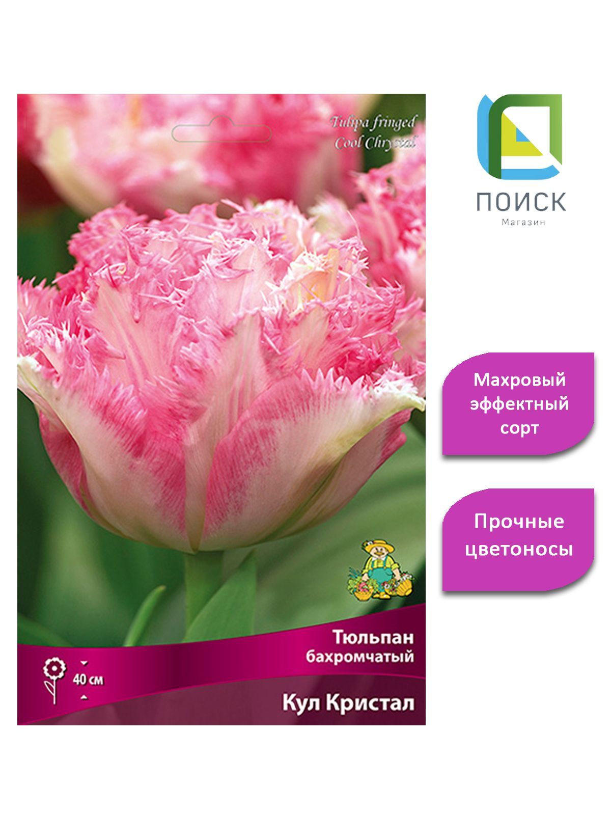 Тюльпан пегги уандер. Тюльпан Кингстон бахромчатый. Тюльпан кул Кристал. Тюльпан Краун оф дайнести. Тюльпан Пегги Вандер.