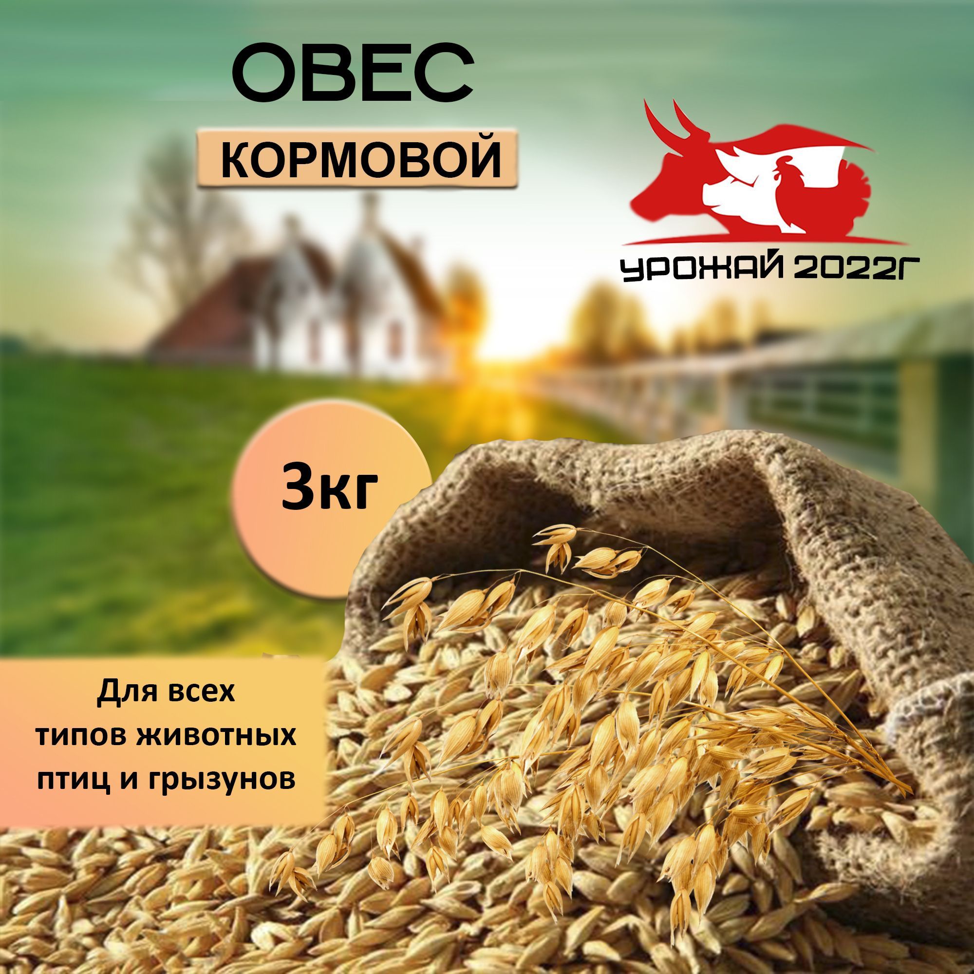 Корм для птиц зерно овес кормовой 3 кг