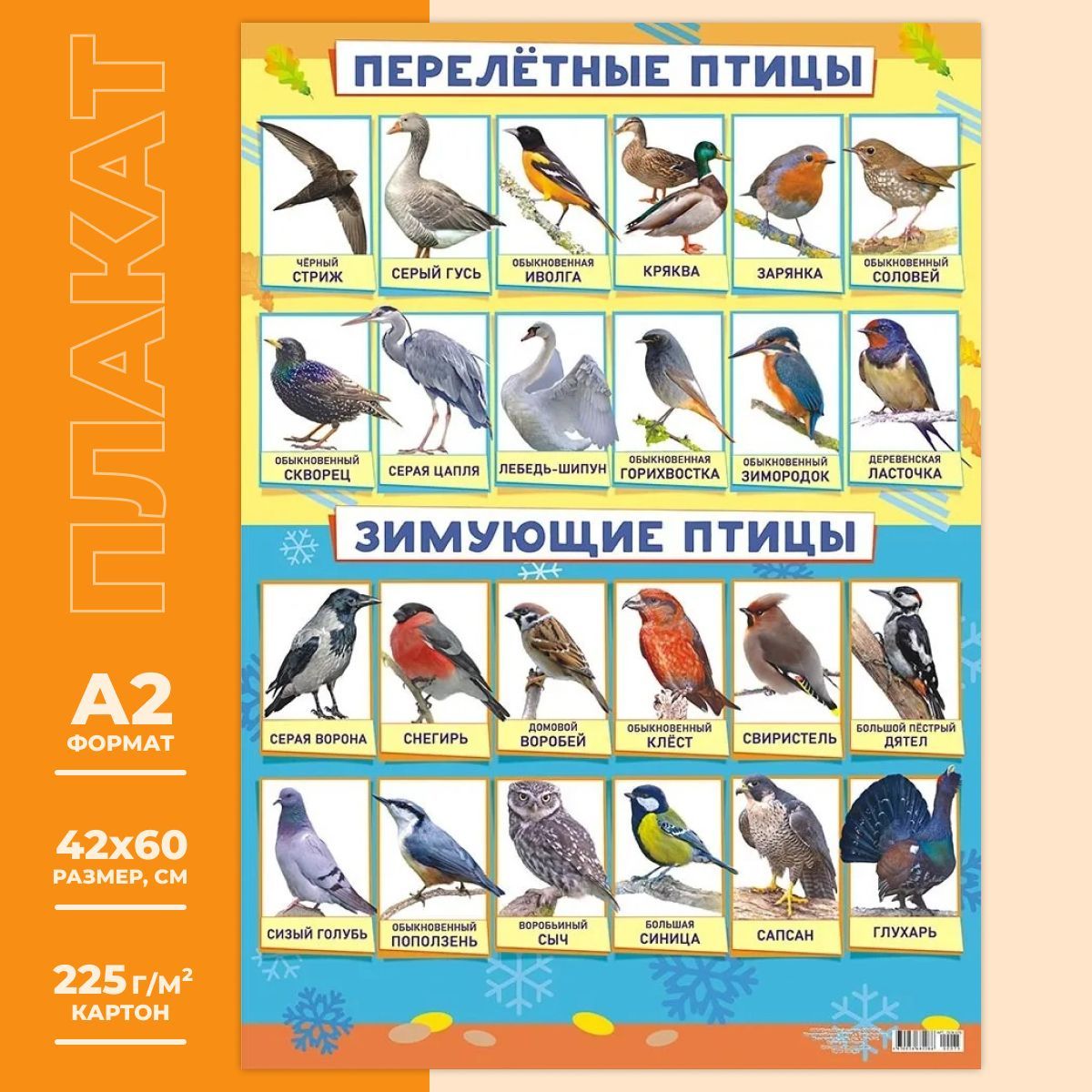разновидность птиц в москве