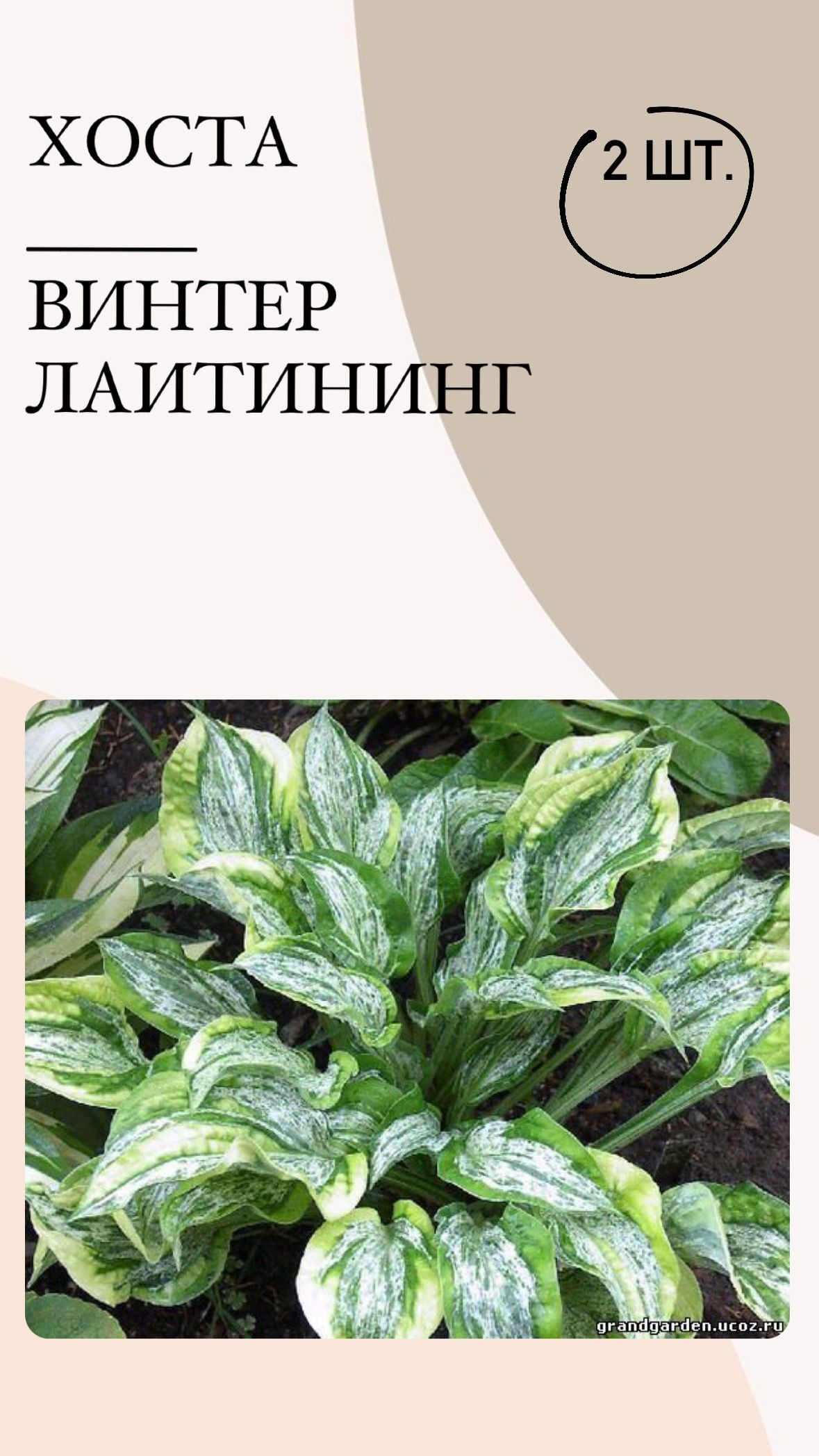 Саженцы Хост Купить В Леруа Мерлен Калуга