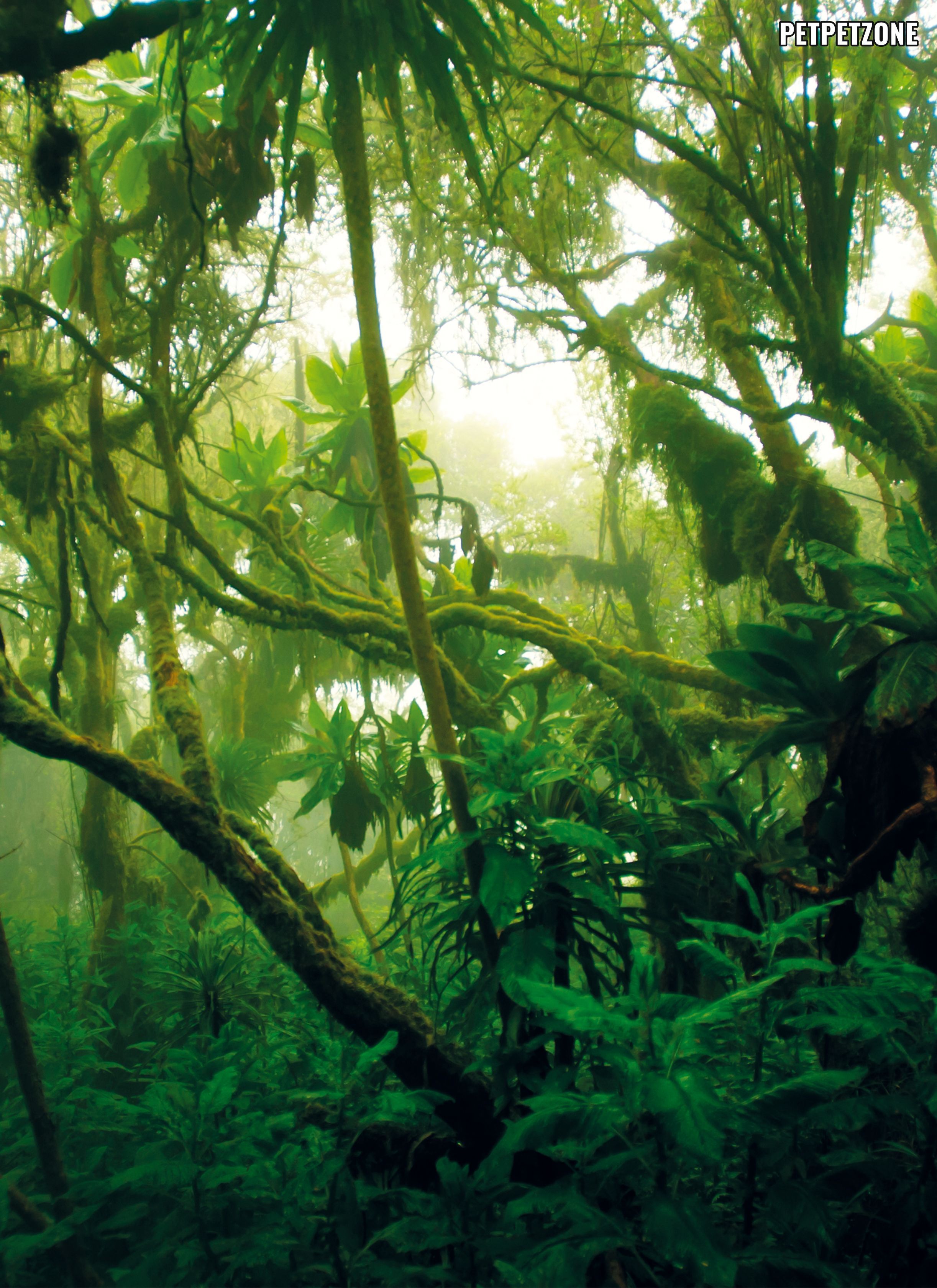 Описание джунглей. Экваториальный лес Африки. Дождевые леса Африки. Тропический лес Африки. Тропические дождевые леса Африка Хабаровск.