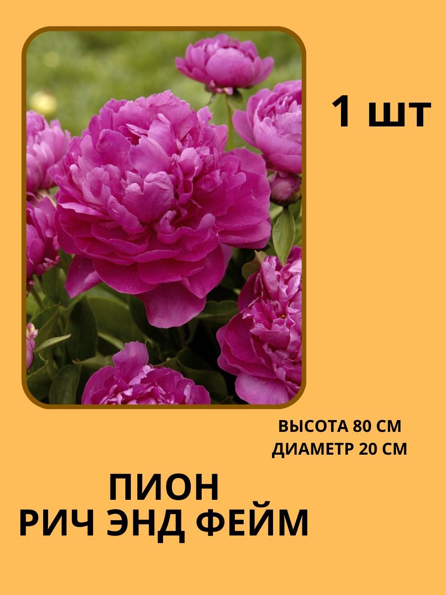Корневища Пионов Купить В Интернет Магазине