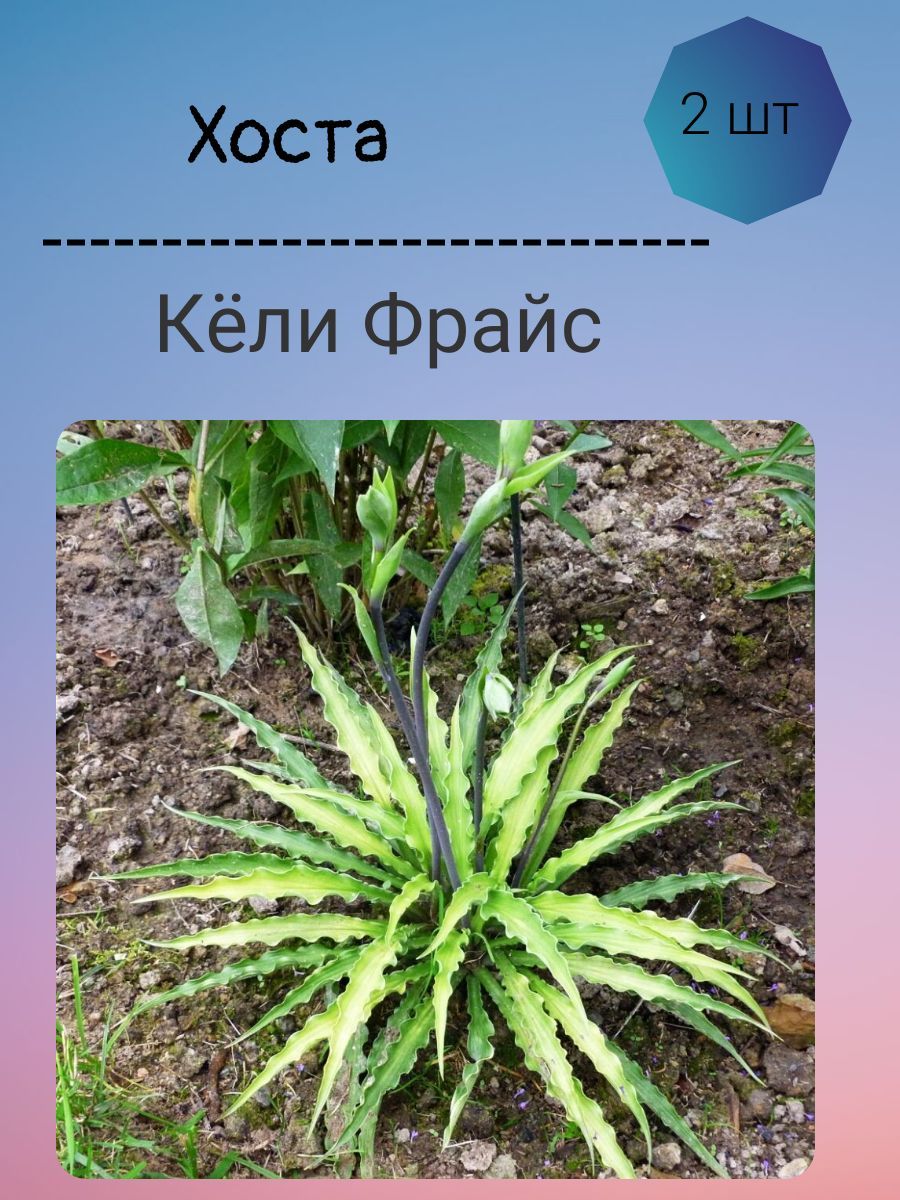 Купить Саженцы Хост