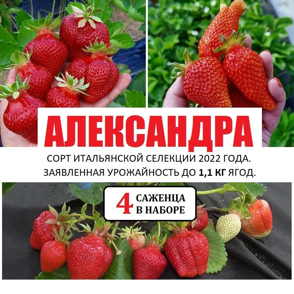 Клубника сорт "Александра", 4 саженца Р9, Новинка 2022 года