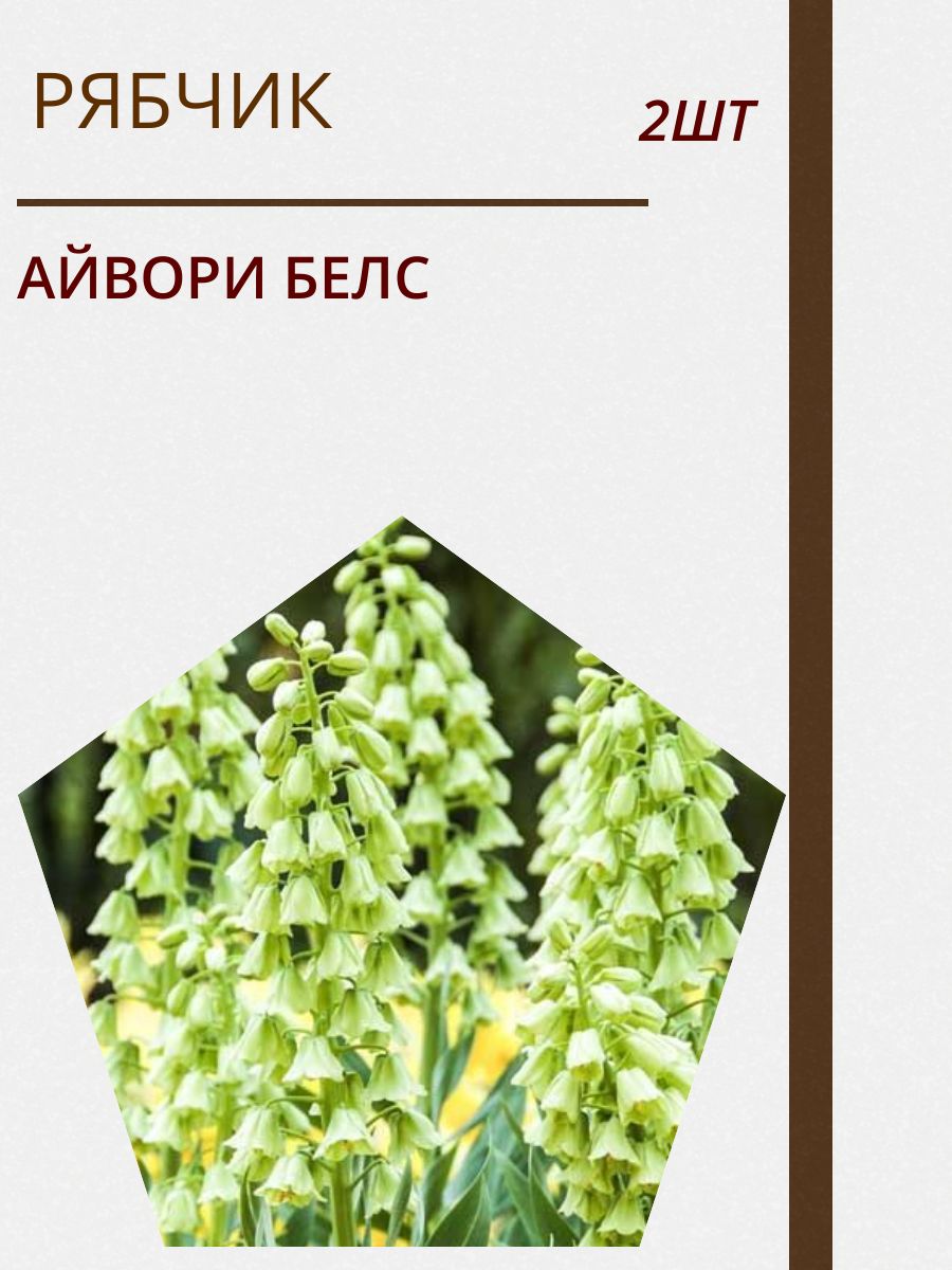 Купить Луковицы Рябчиков Недорого