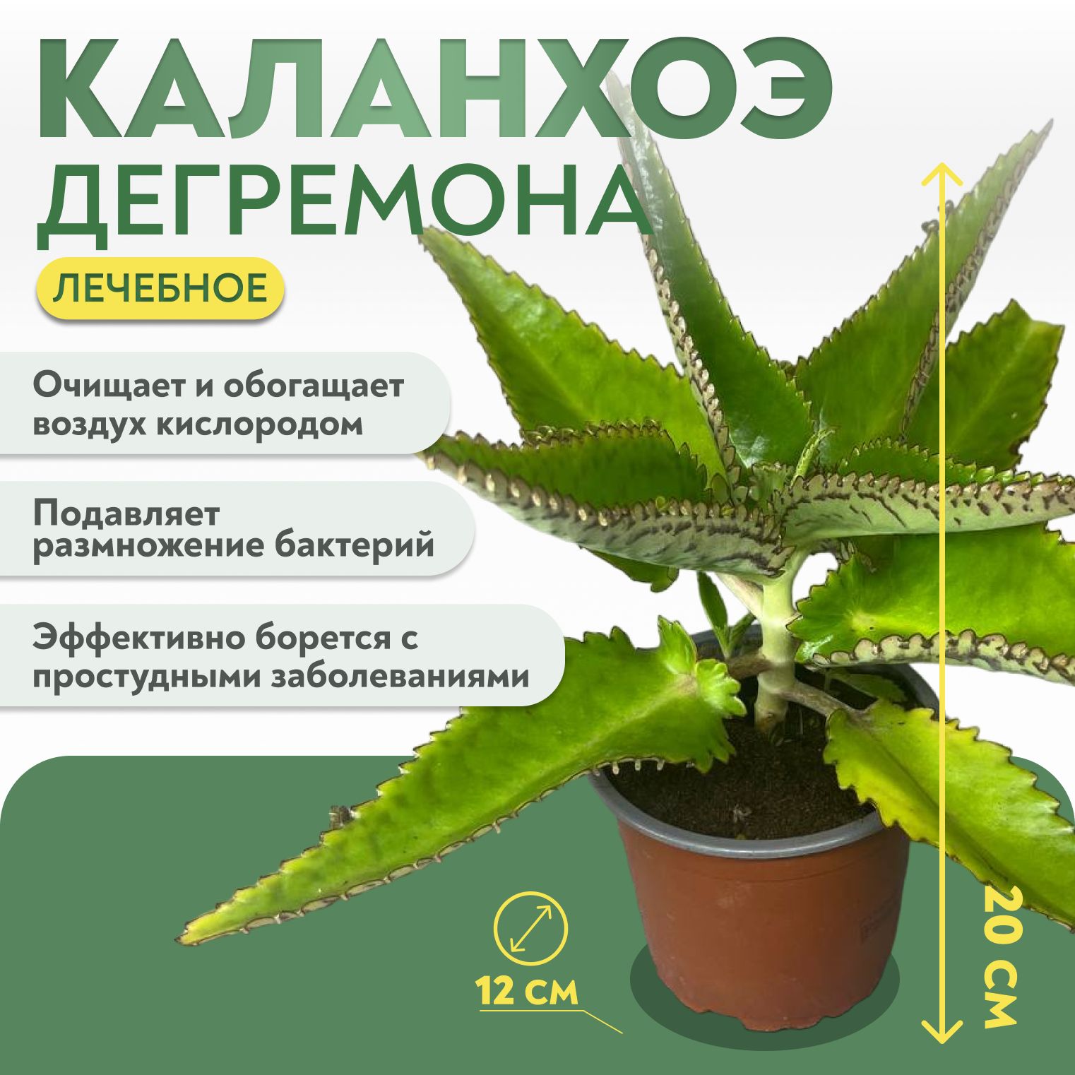 Каланхоэ, 20 см, 1 шт