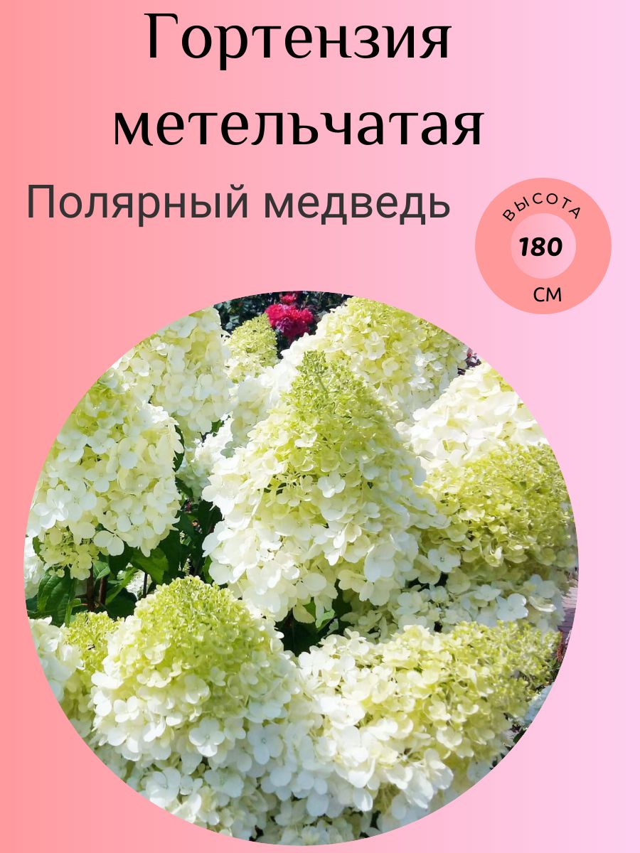 Гортензия Полярный Медведь Осенью Фото