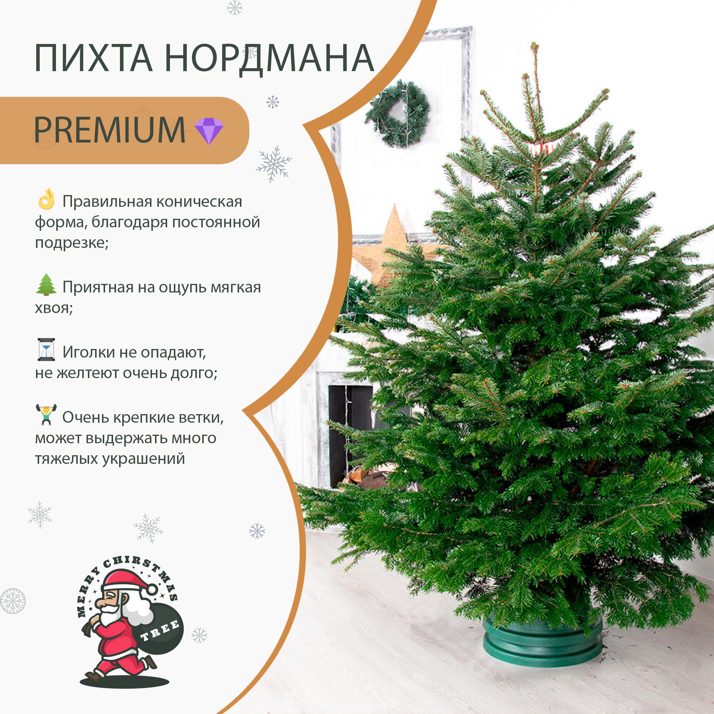 пихта фразера. живая ель наряженная. пихта нордмана 2. пихта нордмана. живая новогодняя елка отзывы.