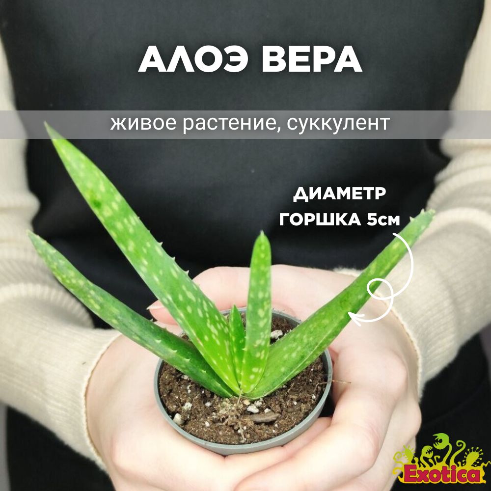 Алоэ Вера (Aloe Vera) D5см, растение (саженец)