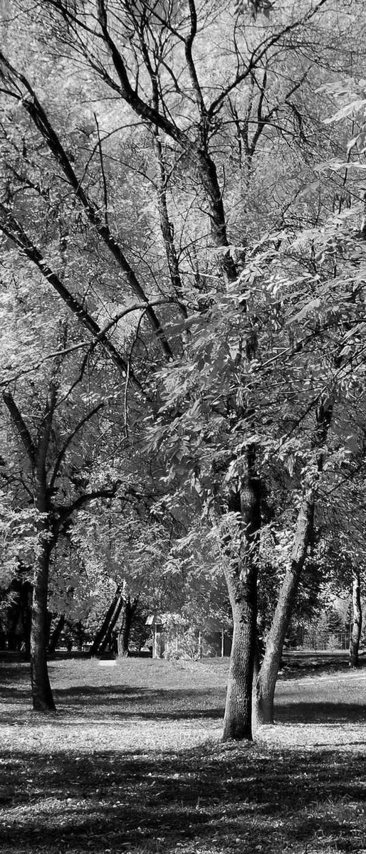 Осень Черно Белое Фото