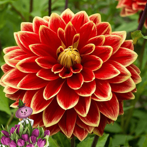 георгин Maxime, DECORATIVE DAHLIA, purple/edge light. Петрофлора
