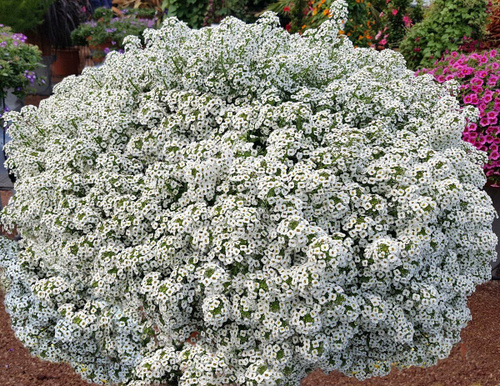 White Stream' - Lobularia (alissym) maritima - Рассада лобелии купить в СПб