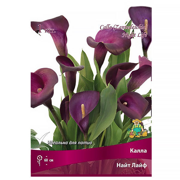 Калла Найт Лайф, 1 луковица купить на OZON по низкой цене (225036985)