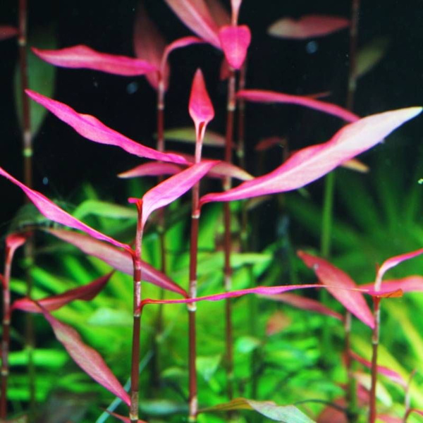 1 Persicaria Sp 