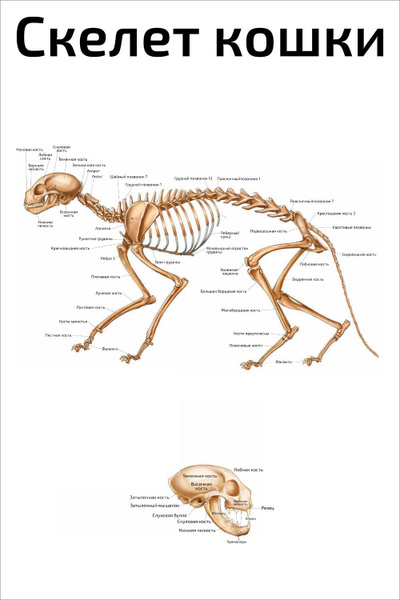 Скелет кошки строение с описанием и схемами