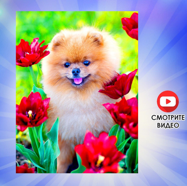 Алмазная мозаика "СОБАКА В ЦВЕТАХ" без подрамника Полная выкладка 40х30 ...