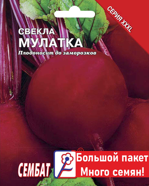 Свекла Сембат Свекла Мулатка - купить по выгодным ценам в интернет ...