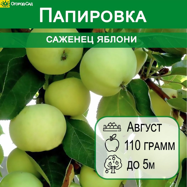 Яблоня Папировка - описание сорта, особенности агротехники Антонов сад - дача и 