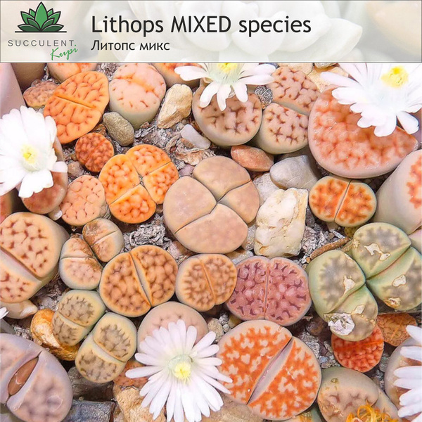 Литопсы (Живые камни) Lithops. - купить по выгодным ценам в интернет ...