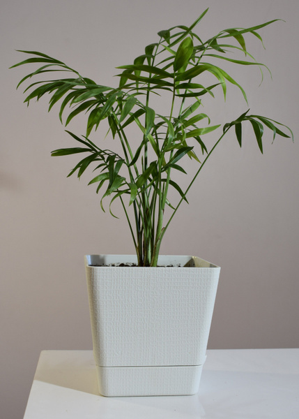 Хамедорея Изящная Элеганс Chamaedorea Elegans d12, 12 дм, 1 шт - купить ...