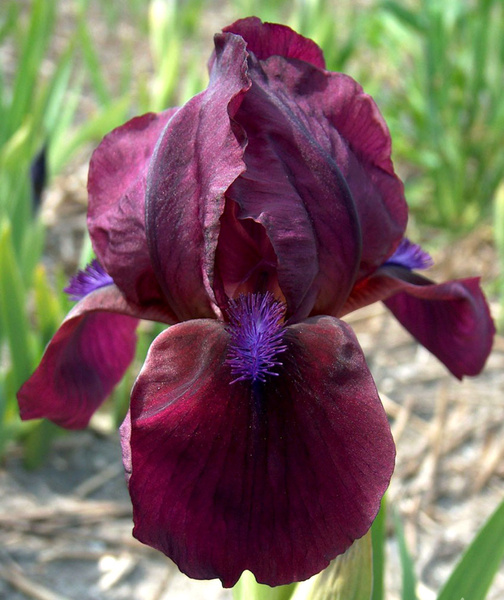 Луковицы Ирисы Цветояр купить по выгодной цене в интернет-магазине OZON ...