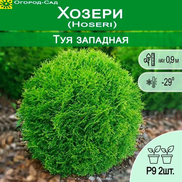 Туя западная шаровидная Хозери , Р9 2 штуки - купить с доставкой по ...