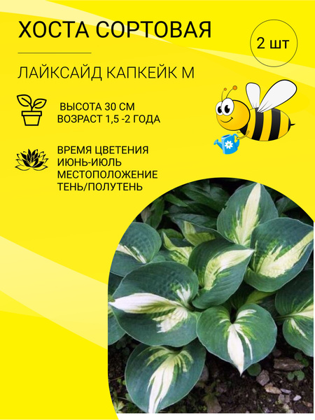 Хосты Хоста 2 шт - купить по выгодным ценам в интернет-магазине OZON ...