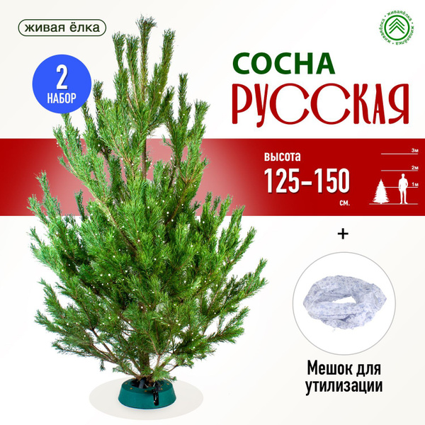 ЖиваяЁлка.рф Елка живая, 125-150 см купить на OZON по низкой цене ...