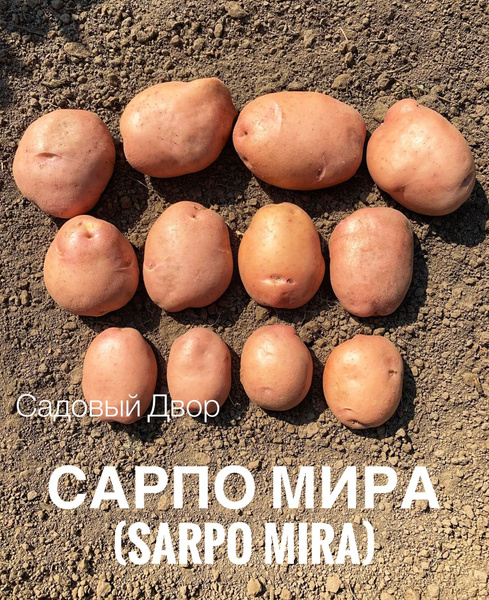 Картофель Картофель_50 - купить по выгодным ценам в интернет-магазине ...