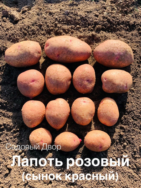 Картофель Картофель - купить по выгодным ценам в интернет-магазине OZON ...