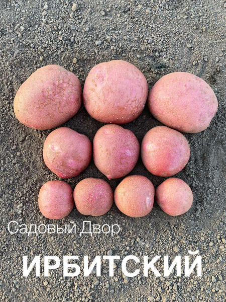 Картофель Картофель - купить по выгодным ценам в интернет-магазине OZON ...