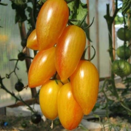 Томаты Deodar SEEDS COMPANY Томат2 - купить по выгодным ценам в ...