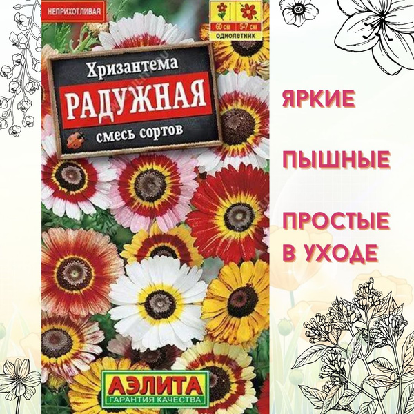 Хризантема килеватая, Хризантема комнатная Аэлита цветы - купить по ...