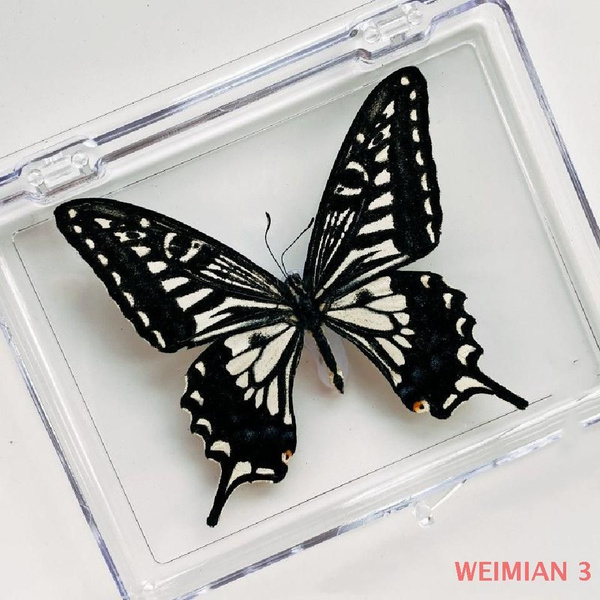 Настоящий образец бабочки в прозрачном боксе,26 - купить с доставкой по ...