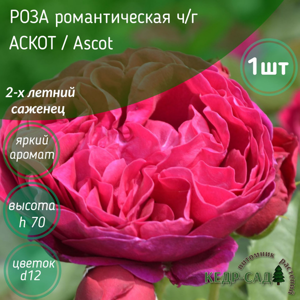 Роза чайно-гибридная /АСКОТ, Ascot / саженцы розы серии романтика ...
