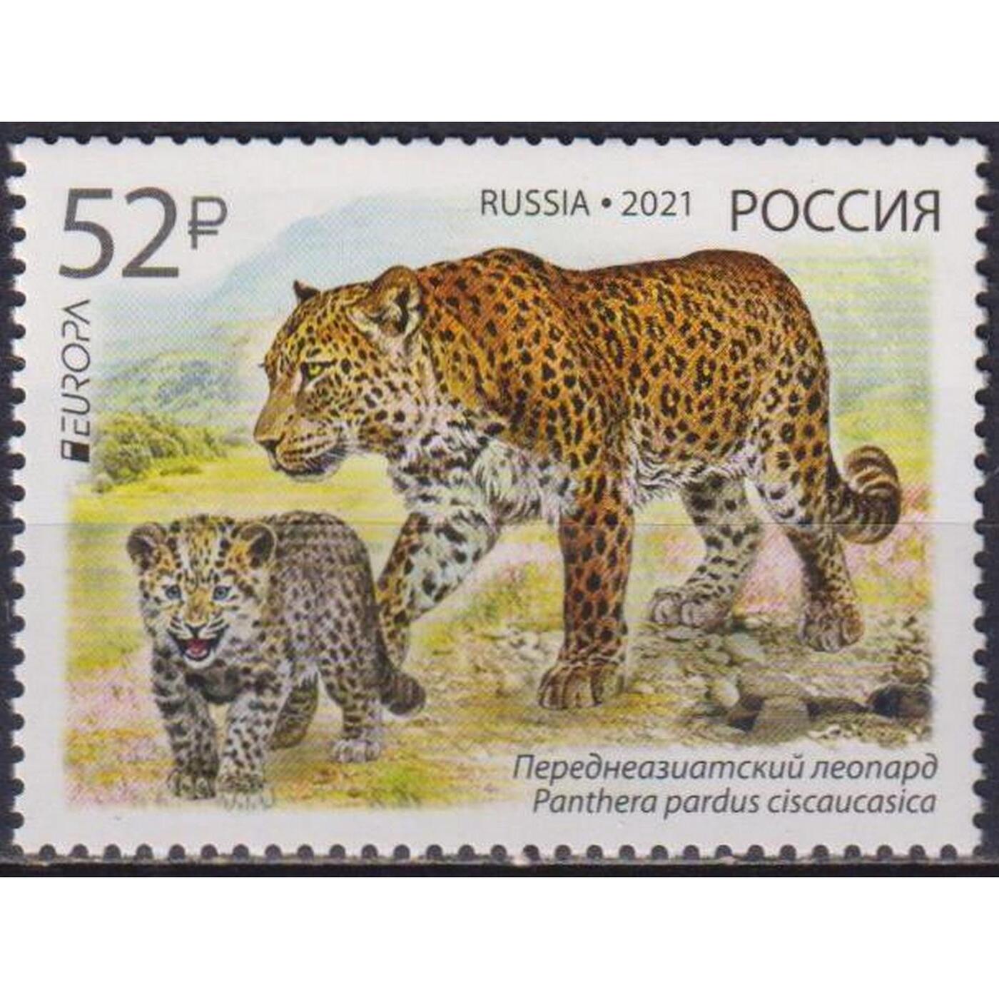 Переднеазиатский леопард России 2021