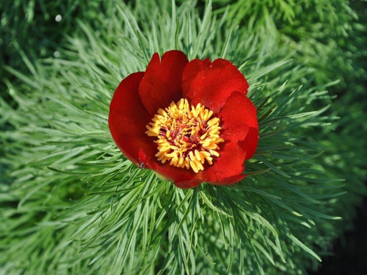 Paeonia tenuifolia l. пион тонколистный