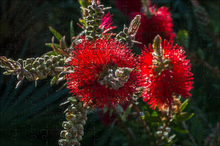 Bottle Brush растение