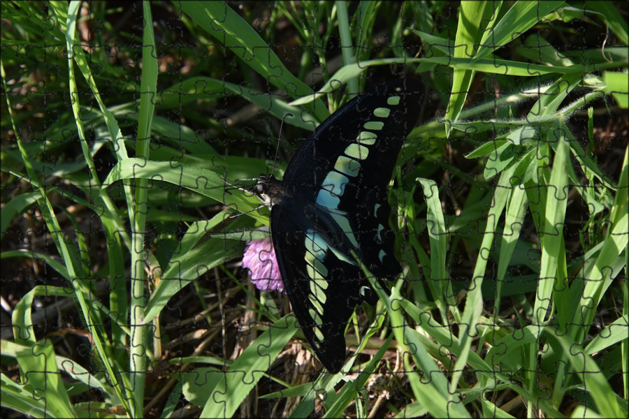 Бабочка черная купить. Ирис Тропическая бабочка. Черные Крылья бабочки. Бабочки в естественной среде. Чёрная бабочка в огороде.