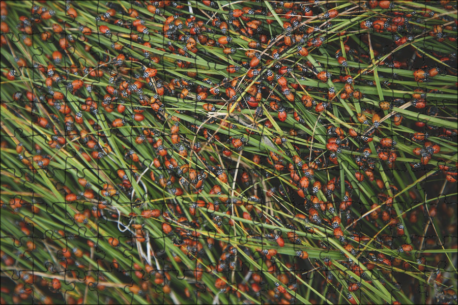 Grass bug