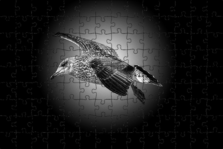 Магнитный пазл 27x18см."Чайка, чернить, белый" на холодильник - купить с доставк