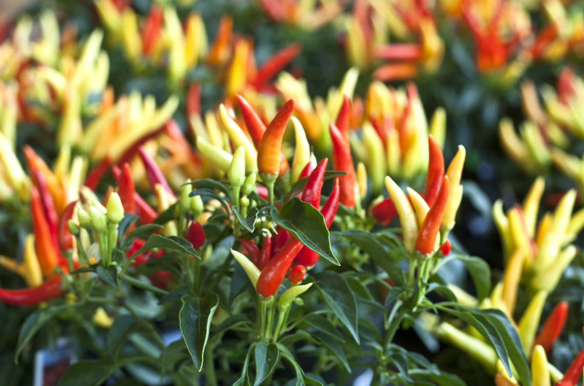 Перец сладкие лучи. Перец сладкие лучи. Перец острый горгона. Перец халапеньо куст. Перец сладкие лучи.