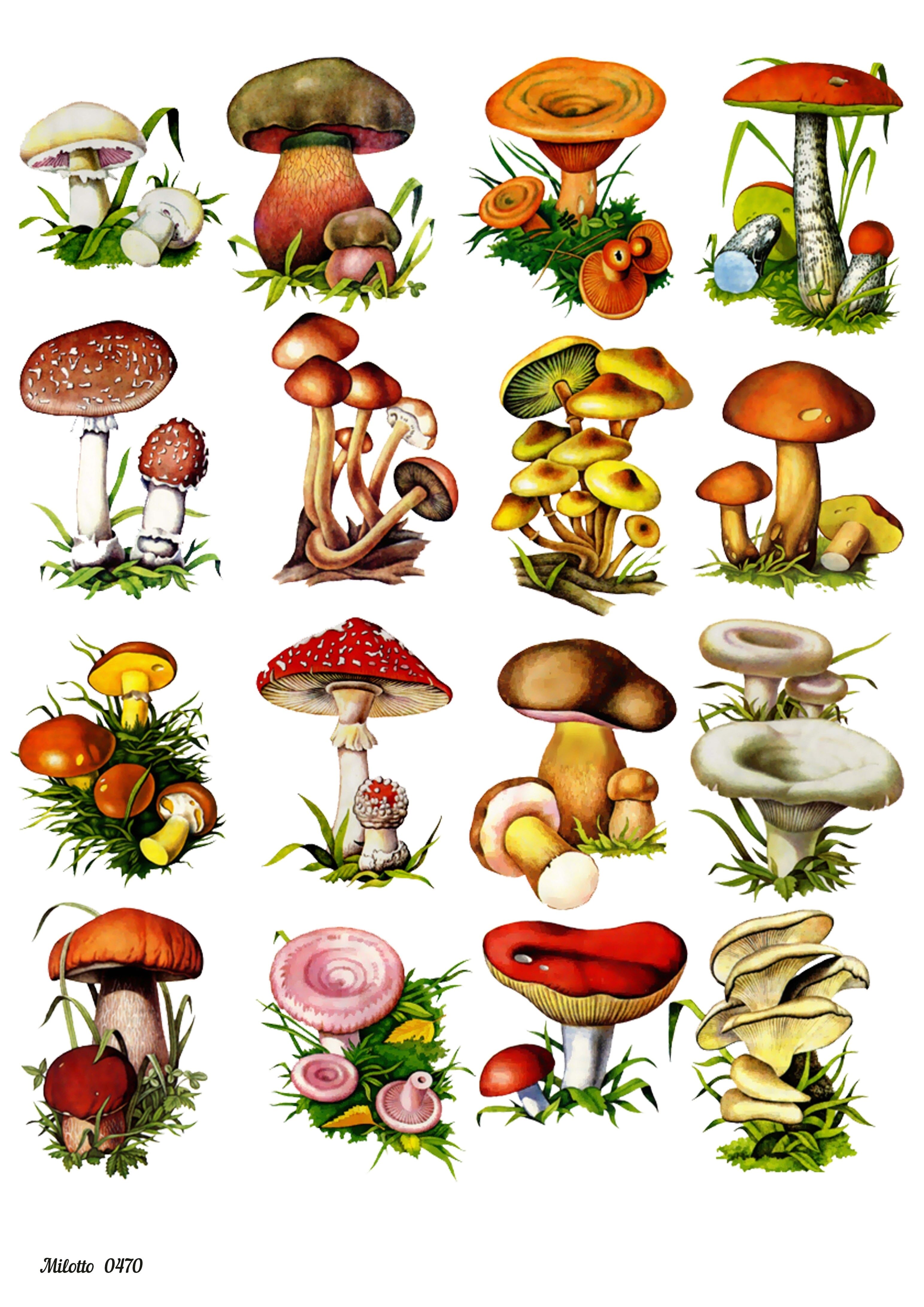 Съедобные грибы для детского сада