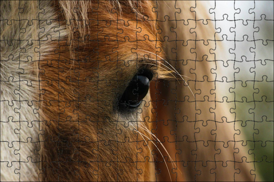 Pin by gaby on pixabay Horses, Pretty horses, Show horses
